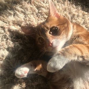 Meet your Posher, Daisy